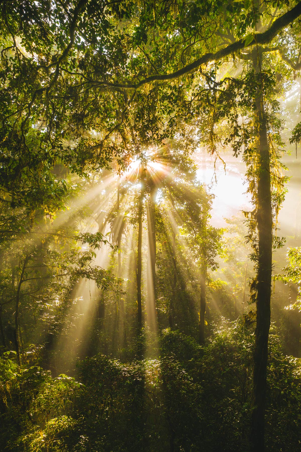 Daintree Rainforest Light Rays