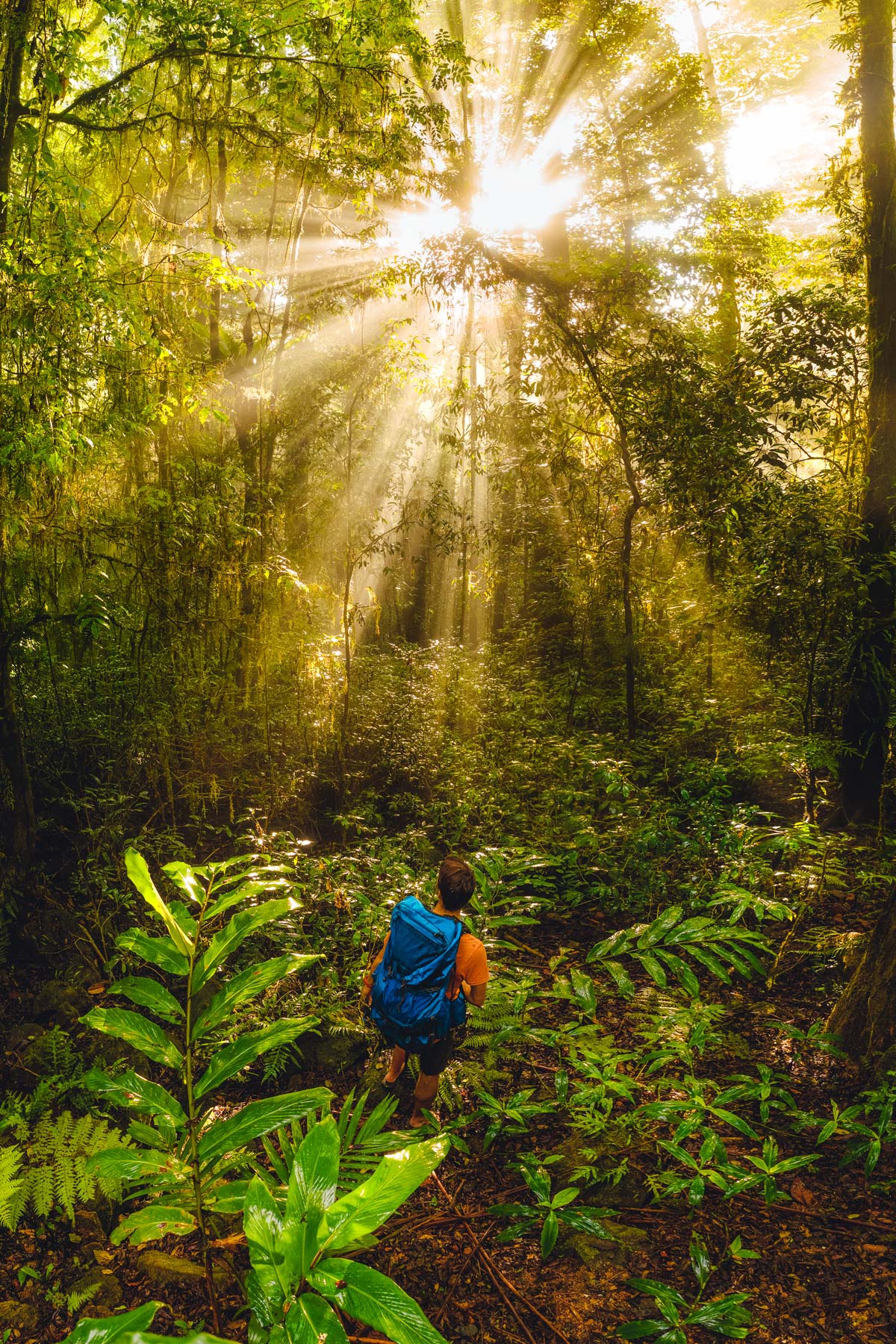 Daintree Rainforest Light Rays